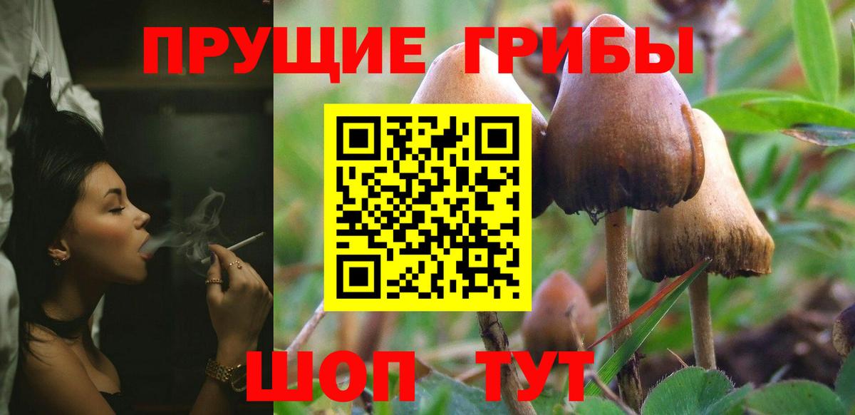 Галлюциногенные грибы Magic Shrooms  Вход с VPN  Вязьма  Галлюциногенные грибы прущие грибы 